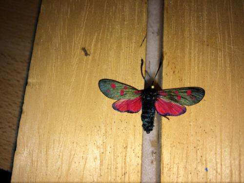 Zygaena filipendulae